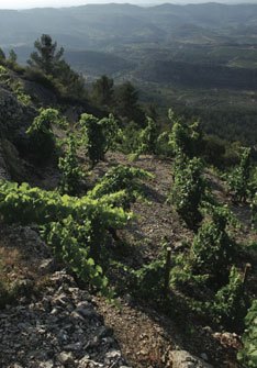 Acústic Celler Acústic Celler