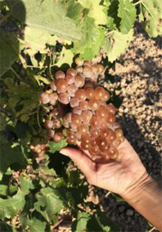 Albilla de Manchuela Albilla de Manchuela