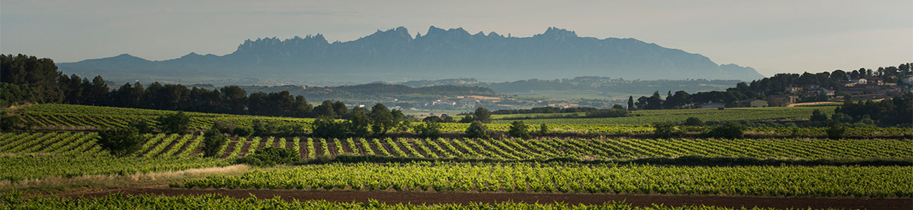 AT Roca. Celler del Penedès, Clàssic Penedès y Montsant | enterwine.com