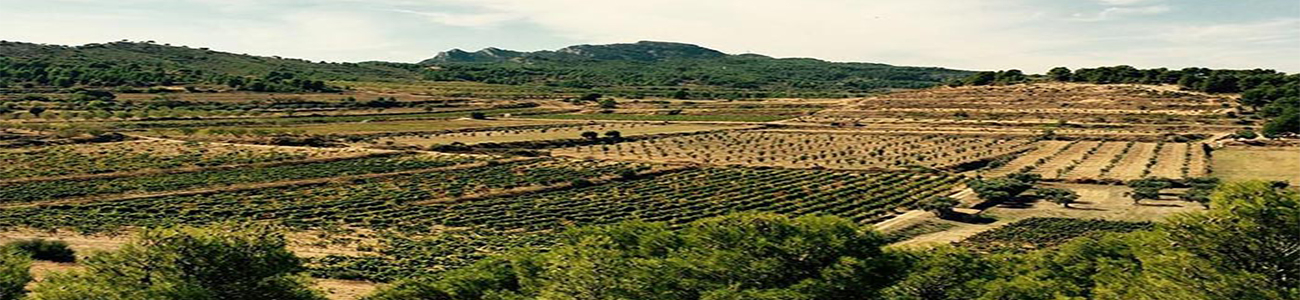 Celler Bàrbara Forés