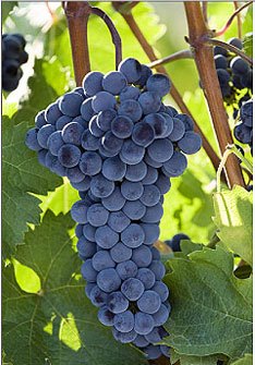 Cabernet Franc