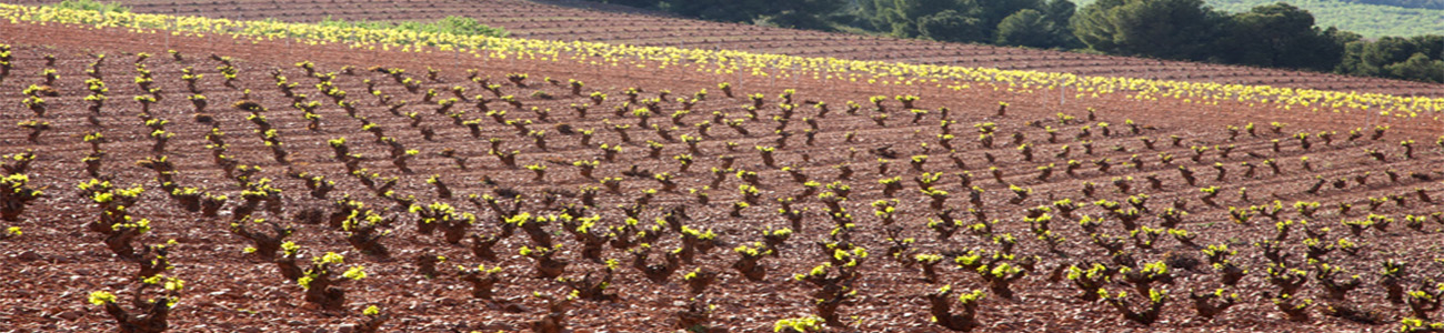Campo de Borja
