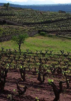 Celler de Capçanes