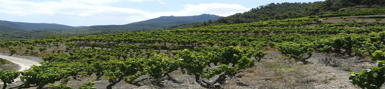 Celler de Capçanes Celler de Capçanes