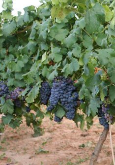 Carignan