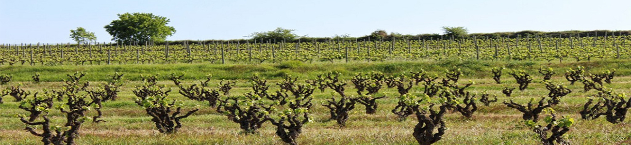 Celler Credo