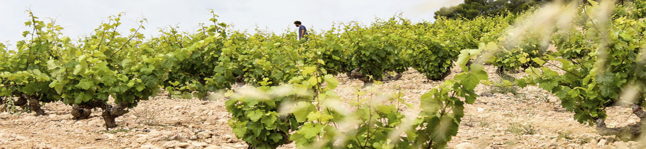 Bodegas Cerrón Bodegas Cerrón