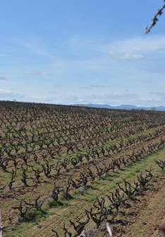 Clàssic Penedès