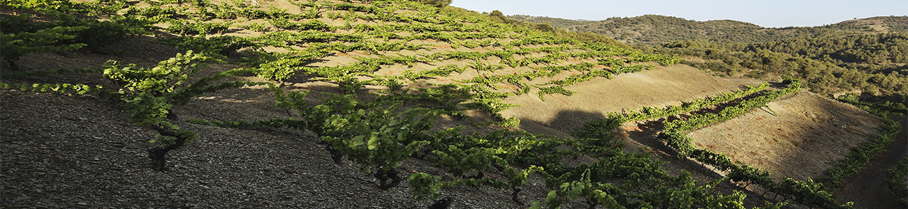 Costers del Priorat