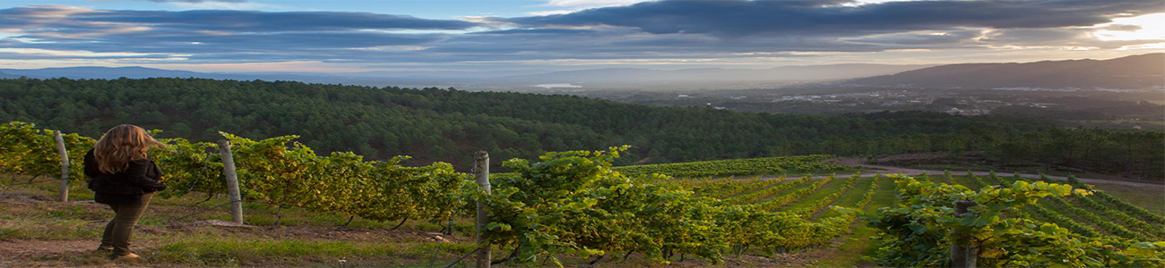 Bodega Davide