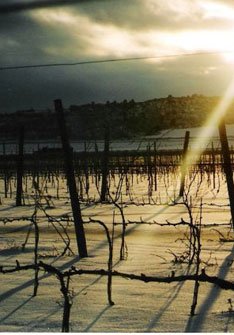 Edra Bodega y Viñedos