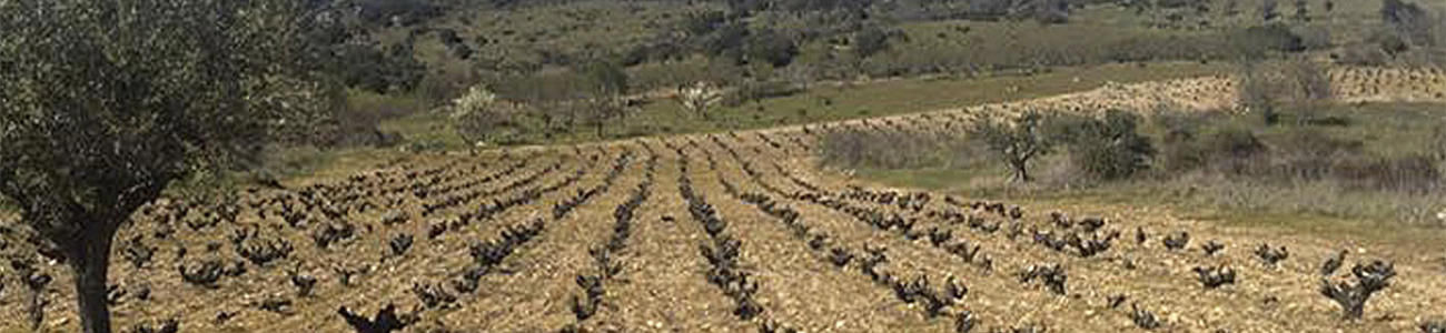 Frontonio Frontonio