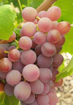 Grenache Gris