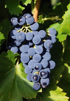 Grenache Red