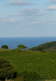 Bodegas Itsasmendi