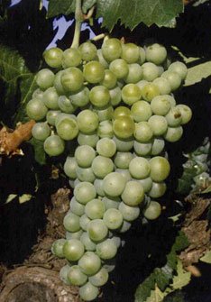 Jaén Blanca Jaén Blanca