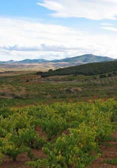 Bodegas y Viñedos del Jalón