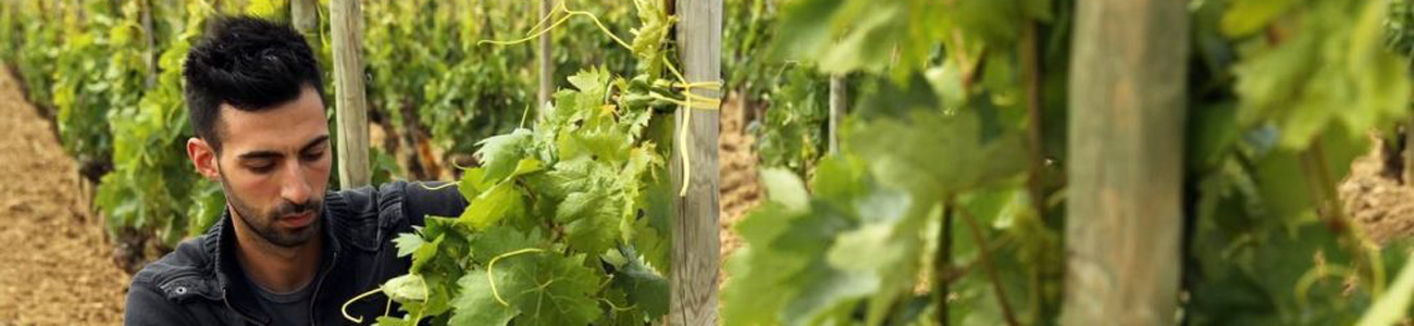 Bodega Javier San Pedro