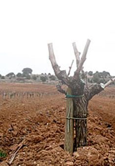 Bodegas y Viñedos Juan Manuel Burgos