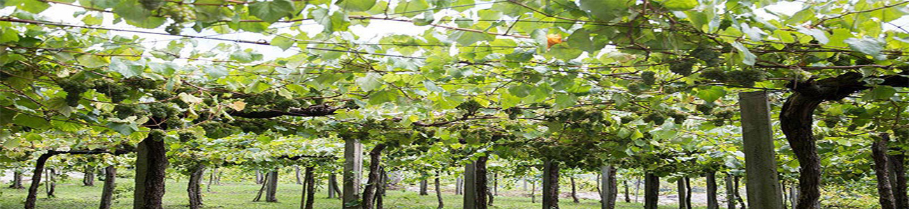 Bodegas La Cana