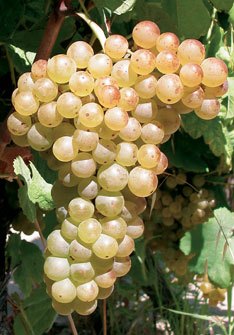 Marsanne Marsanne