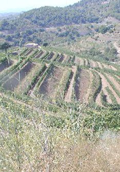 Mas Martinet Viticultors Mas Martinet Viticultors