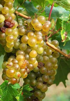 Moscatell de Gra Menut Moscatell de Gra Menut