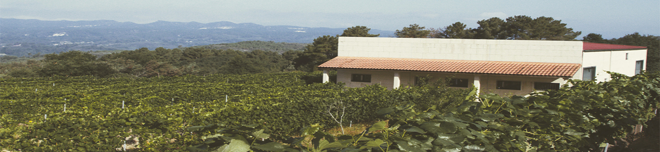 Bodegas El Paraguas