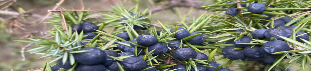 Penitensis Penitensis