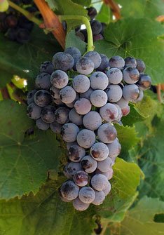 Petit Verdot