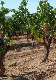 Celler Piñol Celler Piñol
