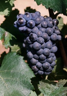 Pinot Noir