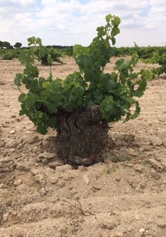 Bodegas Prieto Pariente