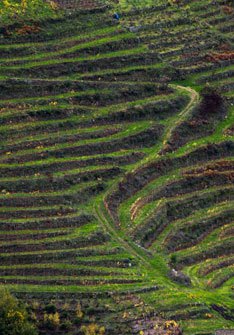 Ribeira Sacra