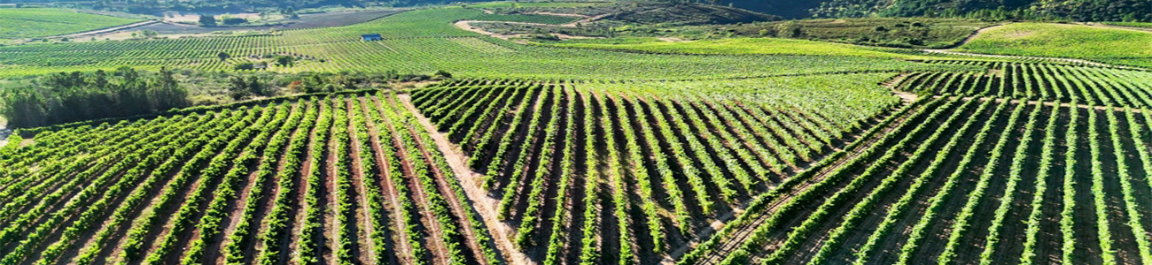 El Sentir del Peregrino El Sentir del Peregrino