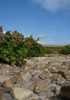 Bodegas y Viñedos Shaya