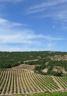 Bodegas Vizcarra