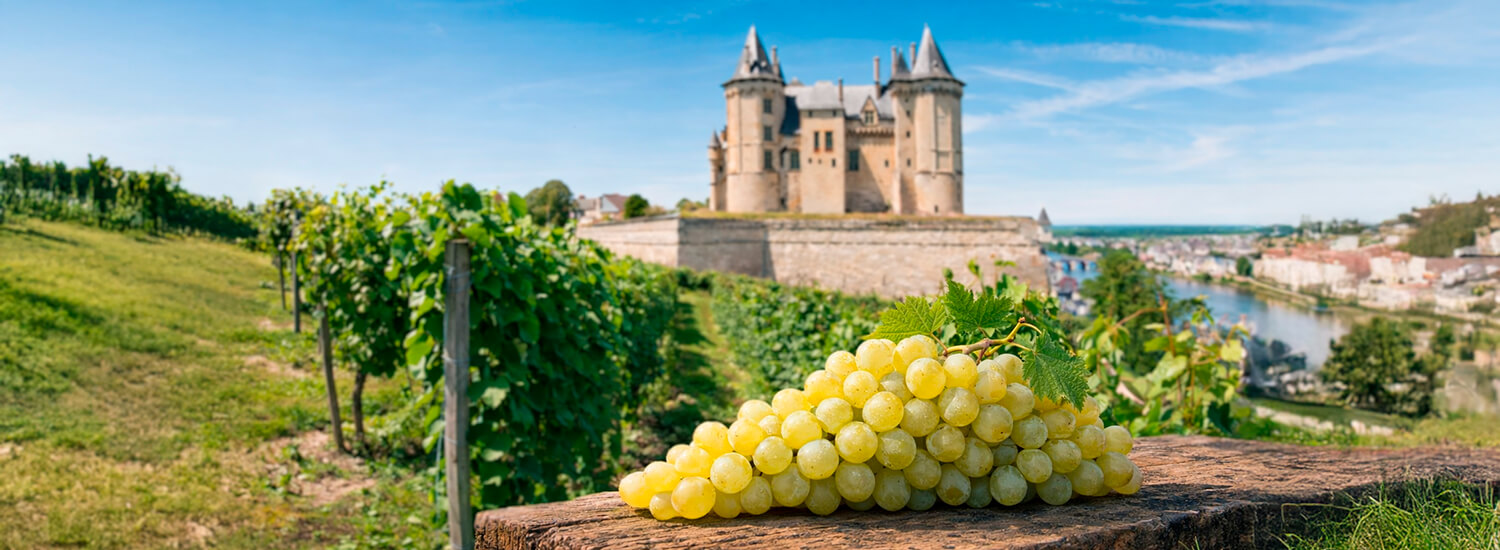 Vins de Sauvignon Blanc